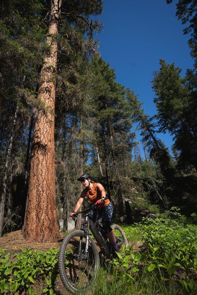 Ponderosa pines at the right elevation shed their needles and re-loam the trail.