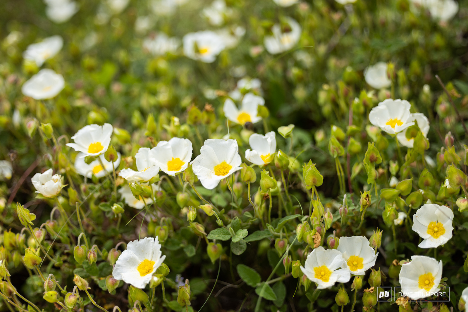 Finale in June means all the colors and smells of spring are in full bloom